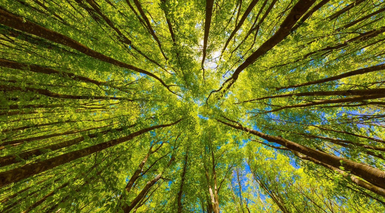 Trees